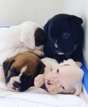 Fantastic BOXER Puppies Male and Female contact us at [ davidjonese5690@gmail.com ]