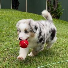 Fantastic Male Female Australian Shepherd Puppies Now Ready For Adoption.
