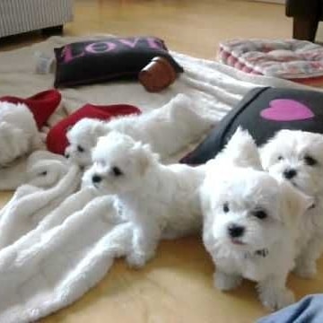 Rommie AKC quality Maltese Puppies for sale / adoption Virden, MB!!! 300. text +1(873)_300-4721 Image eClassifieds4u