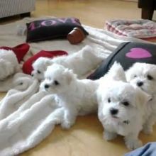 Rommie AKC quality Maltese Puppies for sale / adoption Virden, MB!!! 300. text +1(873)_300-4721