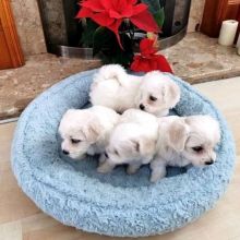 Maltese Puppies for a Family in love John D'or Prairie, AB contact +1(873)_300-4721