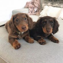 Dachshund puppies for adoption. (mikeearn50@gmail.com)