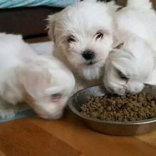 Exotic solid white little Maltese pups around Langley, BC +1(873)_300-4721