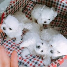 Purebred Maltese Puppies in Edmonton, AB for the first time +1(873)_300-4721