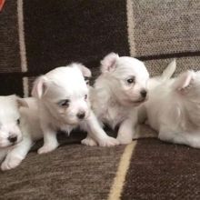Quality Registered Maltese in Winnipeg, MB 300.00 US$ Plc Call or text +1(873)_300-4721