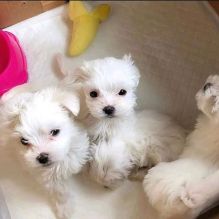 Roemouw male and female Maltese 12 weeks old Oakbank, MB text +1(873)_300-4721