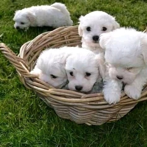 checked again Maltese Puppies, Fort Mcmurray, AB. +1(873)_300-4721 for grabbing Image eClassifieds4u