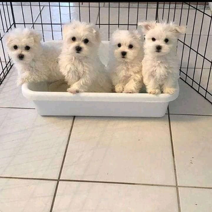 Just Two for Adoption in Hinton, AB +1(873)_300-4721 Image eClassifieds4u