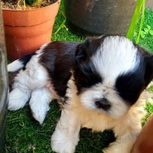 Adorable shih-tzu puppies available for adoption. (ritakind97@gmail.com) Image eClassifieds4u 2