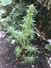 Cannabis for sale, Medical marijuana for sale, All strains available at good rates. Contact Image eClassifieds4U