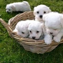 checked again Maltese Puppies, Fort Mcmurray, AB. +1(873)_300-4721 for grabbing Image eClassifieds4U