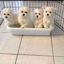 Just Two for Adoption in Hinton, AB +1(873)_300-4721 Image eClassifieds4U