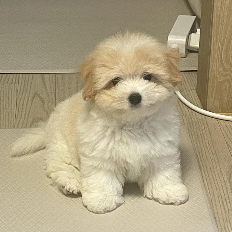 🟥🍁🟥 CANADIAN 💕COTON DE TULEAR PUPPIES 🐶 READY FOR A NEW HOME💗🍀 Image eClassifieds4u