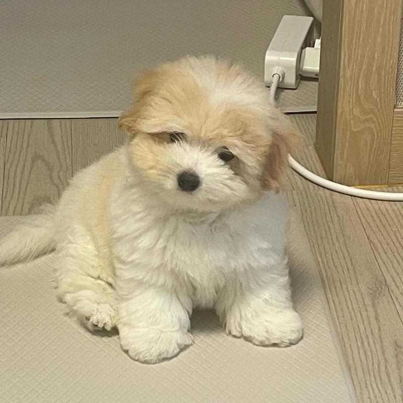 🟥🍁🟥 CANADIAN 💕COTON DE TULEAR PUPPIES 🐶 READY FOR A NEW HOME💗🍀 Image eClassifieds4u