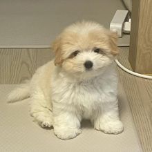 🟥🍁🟥 CANADIAN 💕COTON DE TULEAR PUPPIES 🐶 READY FOR A NEW HOME💗🍀 Image eClassifieds4u 1