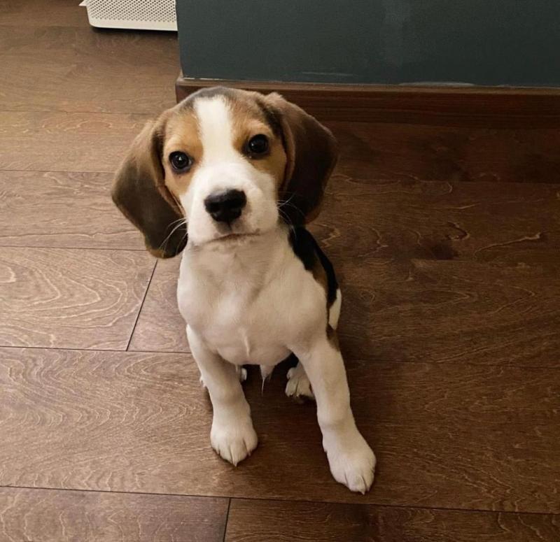 ❤ Beautiful Beagle puppy For Adoption ❤ Image eClassifieds4u