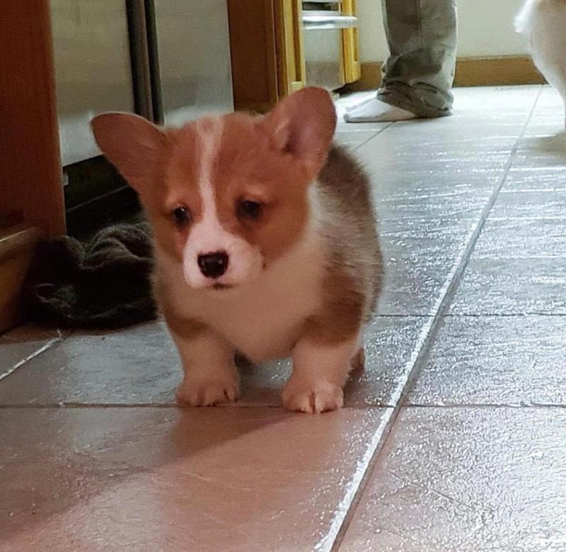 💞BEAUTIFUL💞 CORGI PUPPY UP FOR ADOPTION💞 Image eClassifieds4u