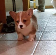 💞BEAUTIFUL💞 CORGI PUPPY UP FOR ADOPTION💞