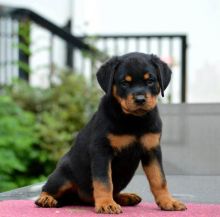 Adorable And Active Doberman Puppy for Adoption