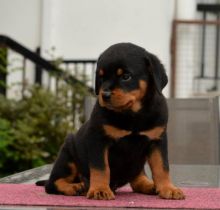 Adorable And Active Doberman Puppy for Adoption