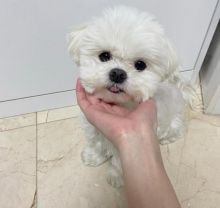 Beautiful Teacup Maltese puppy ready For Adoption
