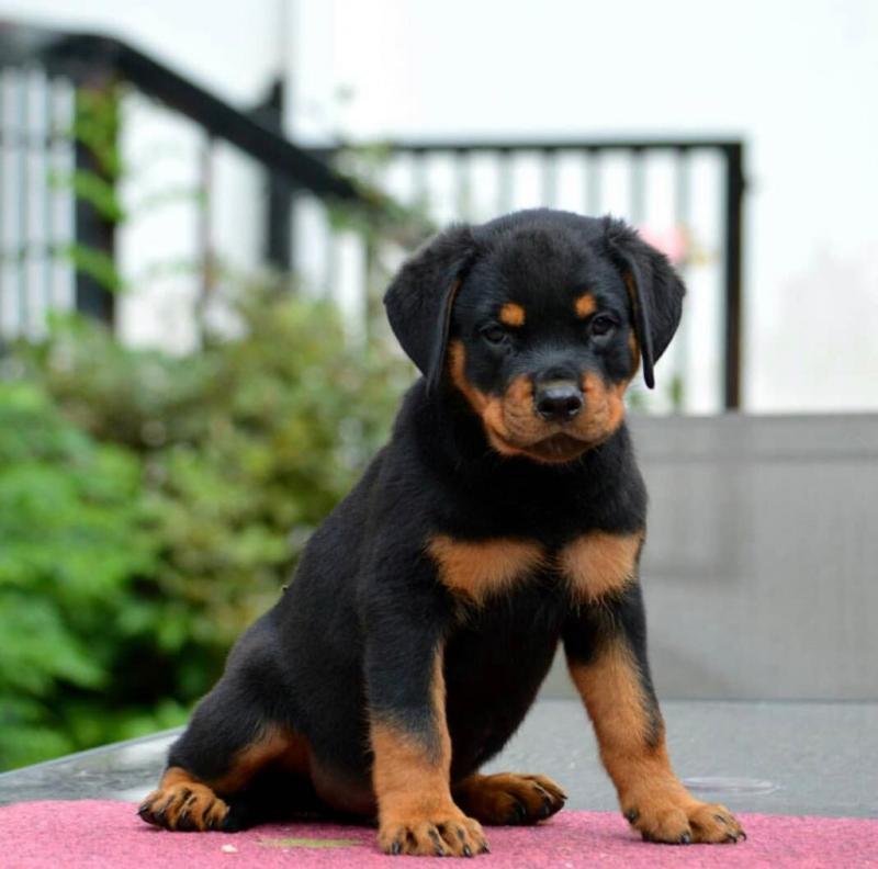 Adorable And Active Doberman Puppy for Adoption Image eClassifieds4u