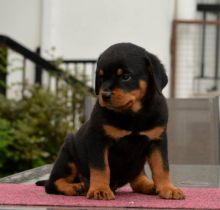 Adopt A Doberman Puppy Image eClassifieds4u 2