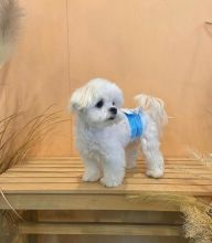 Cute Maltese Puppy for adoption