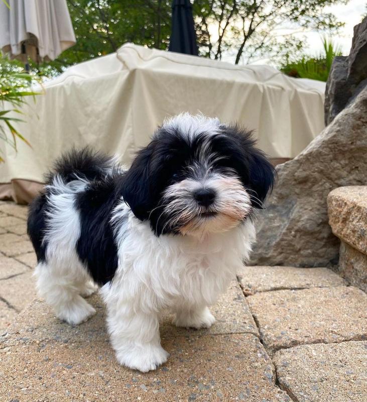 🐕💕 C.K.C HAVANESE PUPPIES 🥰 READY FOR A NEW HOME 💗🍀🍀 Image eClassifieds4u
