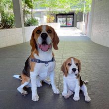 🐕💕 C.K.C BEAGLE PUPPIES 🥰 READY FOR A NEW HOME 💗🍀🍀 Image eClassifieds4U