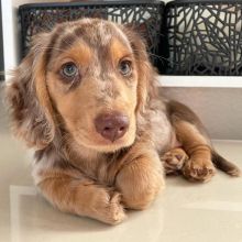 🐕💕 C.K.C Dachshund PUPPIES 🥰 READY FOR A NEW HOME 💗🍀🍀 Image eClassifieds4u 2