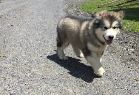 🟥🍁🟥 CKC MALE 🐶 FEMALE 🐶 ALASKAN MALAMUTE 🐶 PUPPIES $650 🟥🍁🟥 Image eClassifieds4u