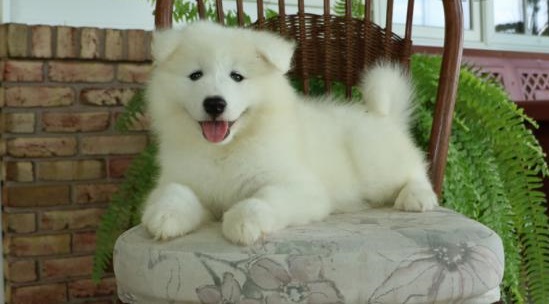 🟥🍁🟥 CKC MALE 🐶 FEMALE 🐶 SAMOYED 🐶 PUPPIES $650 🟥🍁🟥 Image eClassifieds4u