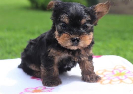 🟥🍁🟥 CKC MALE 🐶 FEMALE 🐶 Yorkshire Terrier 🐶 PUPPIES $650 🟥🍁🟥 Image eClassifieds4u