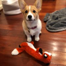 Adorable male and female Corgi puppies ready for adoption