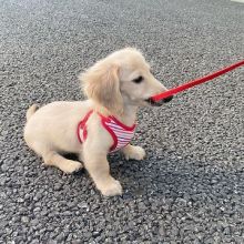 Miniature Dachshund Puppies Available 💕Delivery possible