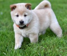 🟥🍁🟥 CKC MALE 🐶 FEMALE 🐶 SHIBA INU 🐶 PUPPIES $650 🟥🍁🟥 Image eClassifieds4u 2