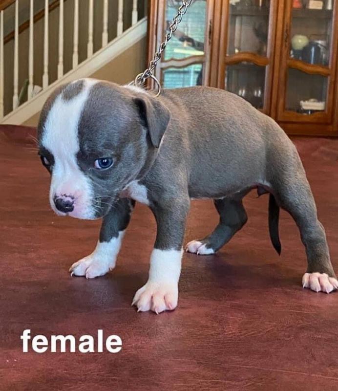 PIT BULL puppies for adoption(alishaken91@gmail.com) Image eClassifieds4u