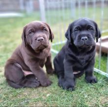 Labrador Puppies For Adoption(carolinasantos11234@gmail.com)