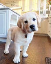 Labrador Puppies For Adoption(carolinasantos11234@gmail.com)