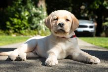 Labrador Retriever Puppies Available 💕Delivery possible🌎