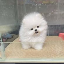 Pomeranian puppies for adoption(kenalisha416@gmail.com)