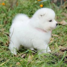 Samoyed puppies looking for a loving home(emilyrose0081@gmail.com)