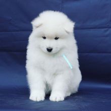 Samoyed puppies looking for a loving home(emilyrose0081@gmail.com)