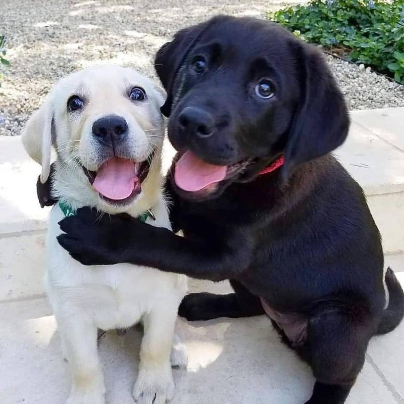 Labrador Puppies For Adoption(carolinasantos11234@gmail.com) Image eClassifieds4u