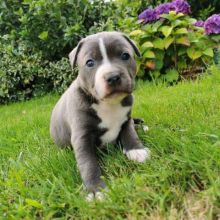 PIT BULL PUPPIES FOR ADOPTION(alishaken91@gmail.com) Image eClassifieds4U