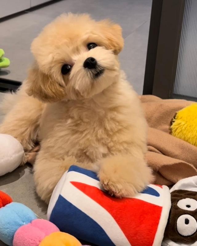 Maltipoo puppies(suzanmoore73@gmail.com) Image eClassifieds4u