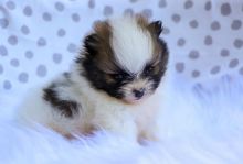 Teacup Pomeranian Puppies Available For New Homes This Christmas season