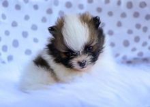 Adorable Pomeranian puppies as Christmas gifts...