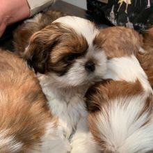 Adorable Shih Tzu Pups ready for New Home!